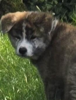 Reinrassiges Akita-Inu Mädchen in brindl abzugeben !!! - Ebern