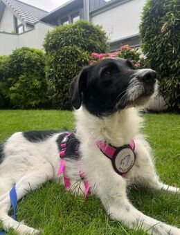 Ozzie ist bereit für Abenteuer mit Dir - Langenhagen