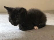 Katzen Babys - Gelsenkirchen Bismarck