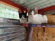 Esme&Smilla aus dem Tierschutz Kreta - Grevenbroich