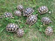 Breitrandschildkröten NZ 2023 und 2024, Landschildkröten - Fürstenwalde (Spree)