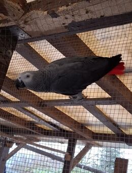 Graupapagei paar - Heidelberg