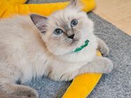 Wir dürfen ausziehen, 2 wunderbare Ragdoll-Mix Kitten - Pohlheim