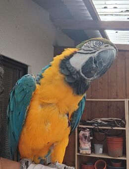 Gelbbrustara männlich - Weilbach