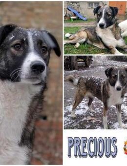 PRECIOUS * feine Familienhündin - Duisburg