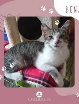 Kater Benji freut sich über Nachricht - Lalendorf