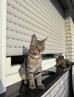 🐾 Babykätzchen suchen ein liebevolles Zuhause 🐾 - Bielefeld