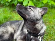 Schäferhund-Husky Welpe sucht ein liebevolles Zuhause - Kreuztal Zentrum