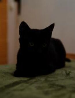 Katzenkind SALEM sucht sein Zuhause! - Berlin