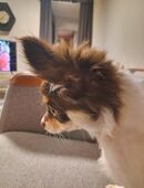 Reinrassiger Chihuahua Welpe in 52511