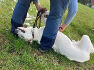 Tilly ein großes Herz auf vier Pfoten - Angern