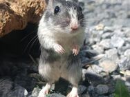 Mongolische Rennmäuse bunte Wüstenrennmäuse Gerbile - Neustadt (Sachsen) Hohwald
