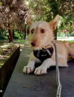 FIGO 🩵 der schüchterne Schatz - Fahrenzhausen