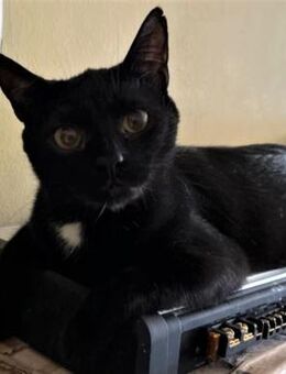 🐾Verspielter Schmusekater Benny🐾 - Eislingen (Fils)