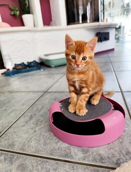 Babykatze Kittenn Katzenbaby - Langgöns