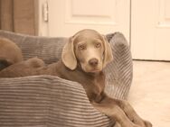 Labmaraner Welpen ( Labrador - Weimaraner) - Willebadessen