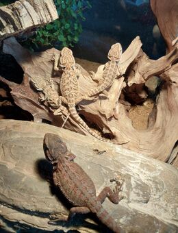 Bartagame - Kühbach
