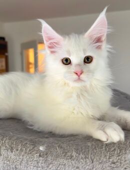 Meine Coon Kitten - Schöffengrund