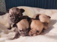 Reinrassige Mini-Chihuahua Welpen, Langhaar - Wismar