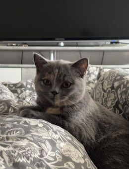 BKH kitten - Koblenz