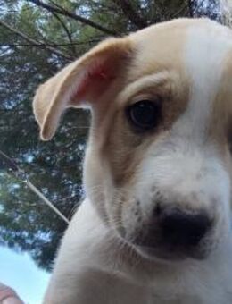 Tor - Rieden (Rheinland-Pfalz)