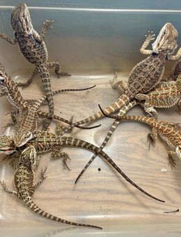 Red Orange Blue Bartagamen Babys (pogona vitticeps) - Hamburg Wandsbek