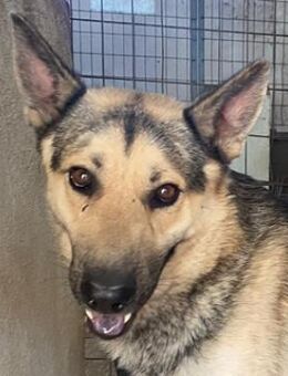 Hankan, geb. ca. 01/2024, GRIECHENLAND - Markdorf