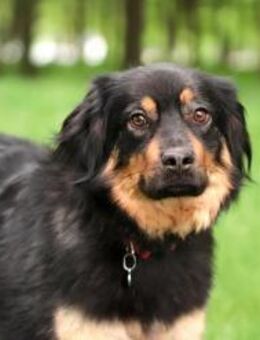 Emma❤️ träumt von Ihren Menschen - Rott (Inn)