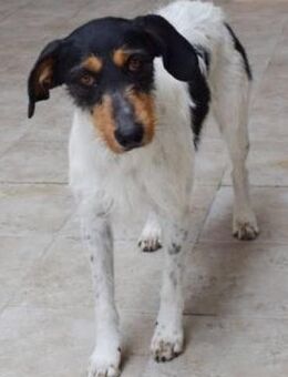 Jade ruhige Hündin wünscht sich Familie - Niedereschach