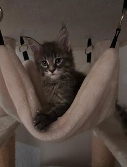Maine Coon Kitten - Weyhe