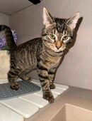 Junger, kastrierter Kater mit Chip – verantwortungsvolle Abgabe in 44577