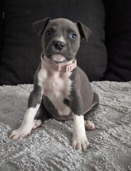 Amstaff Welpen Rüde und Weibchen - Groitzsch Zentrum