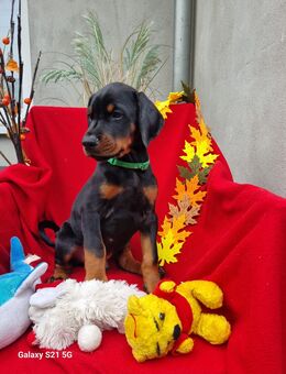 Dobermann Welpen - Breddin