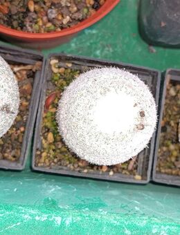 Epithelantha micromeris abzugeben - Püttlingen