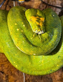 Morelia viridis - grüner Baumpython - Großefehn
