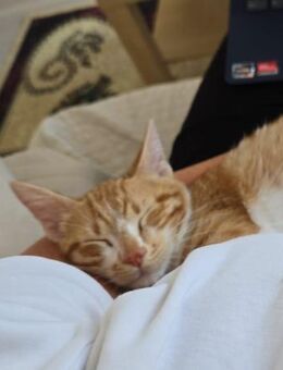 🧡 Kleiner Babykater Gerry 🧡 - Eislingen (Fils)