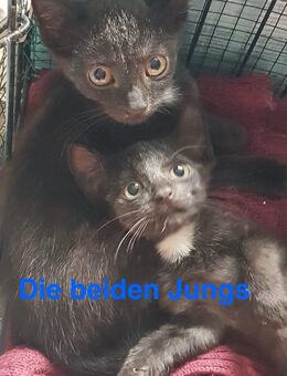 Handaufgezogene Katzenkinder – liebevoll, verschmust & menschenbezogen - Berlin