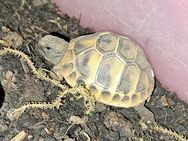 Griech. Landschildkrötenbabys von 24 abzugeben - Dreisbach