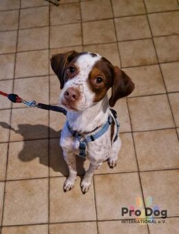 Diogo auf Pflegestelle - Talkau