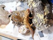 Leopardgeckos abzugeben - Erfurt