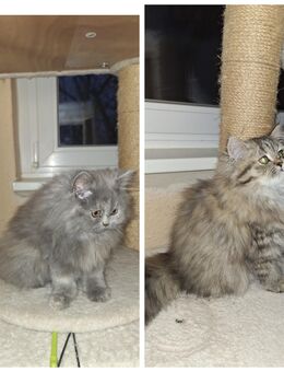 Reinrassige Perserkitten mit nase - Dortmund