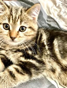 BkH Junge/Kitten reinrassig Golden Black Tabby - Bremen