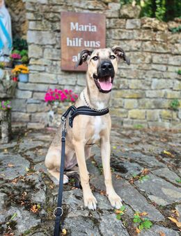 Mischlingshündin - 25 kg - Rannungen