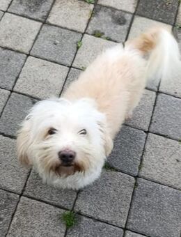 Kleiner Malteser Olli sucht ein Zuhause - Berlin