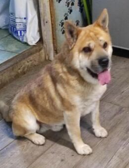 Cocó von kettenlos - Bollingstedt