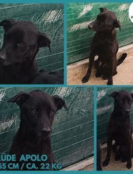 hübscher Apolo sucht ein Zuhause - Margetshöchheim