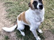 NONA,süßes Hundemädchen sucht Deckelchen - Gevelsberg