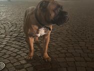 Wundervoller American Bully mit Cane Corso - Heidenheim (Brenz)