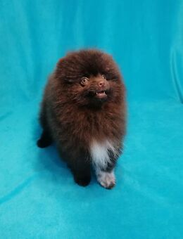Choco Boy Zwergspitz/Pomeranian - Bad Rappenau