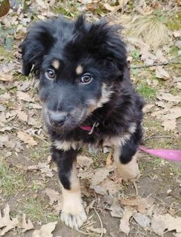 Berry sucht sein passendes Zuhause - Berlin